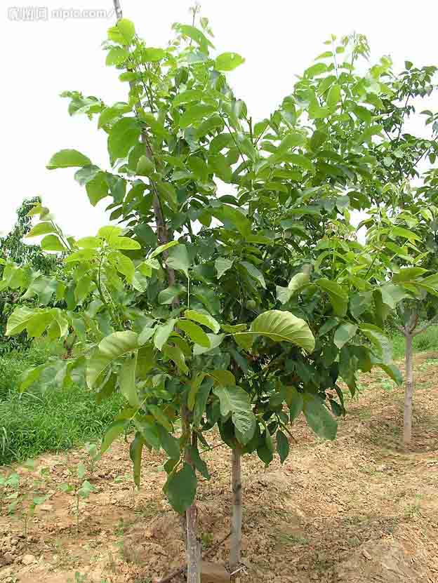 金融危机下三位返乡创业者的心里话