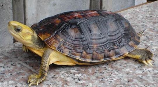 金钱龟大王的财富之谜