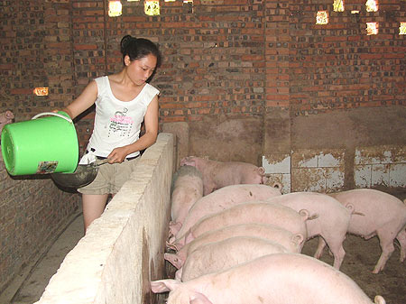 创业故事:性感美女养猪创百万财富!