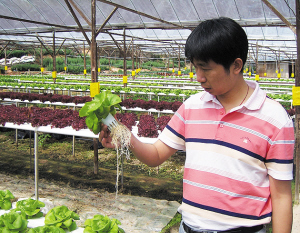 生菜王子种菜种出亿万财富