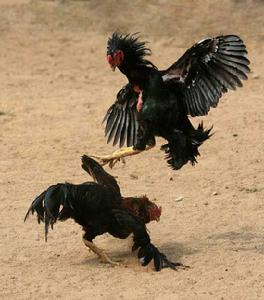 �Ĵ�С���ڷ���ѱ���������˲�