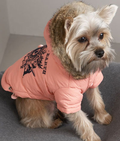 ��С��ķ��γ�Ϊ������