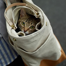 ilove.cat × PORTER 推出全新 Tote Bag